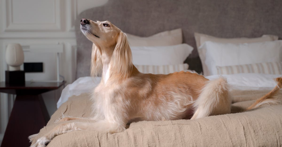 ペットを飼う家庭にとって抜け毛や臭い対策として洗える布団が便利