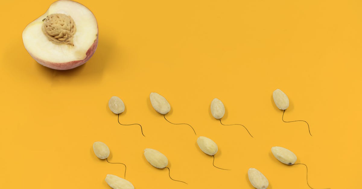 X精子とY精子の構造と性質の違いを示すイラスト