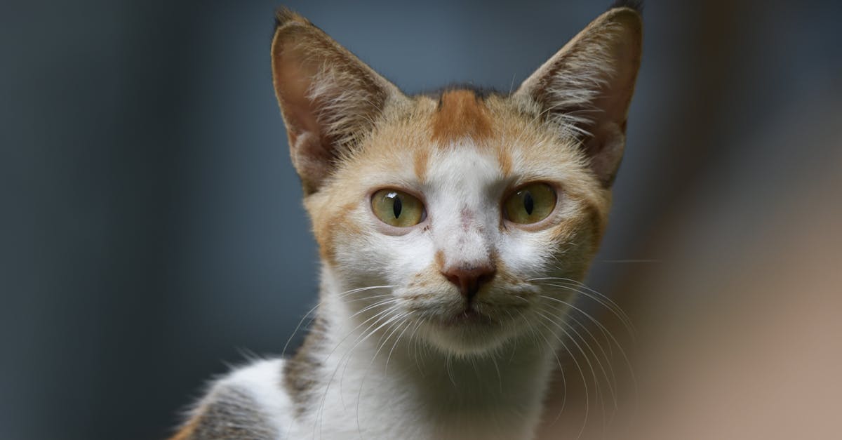 クラチャイダムとマカの栄養成分を比較する図のイメージ