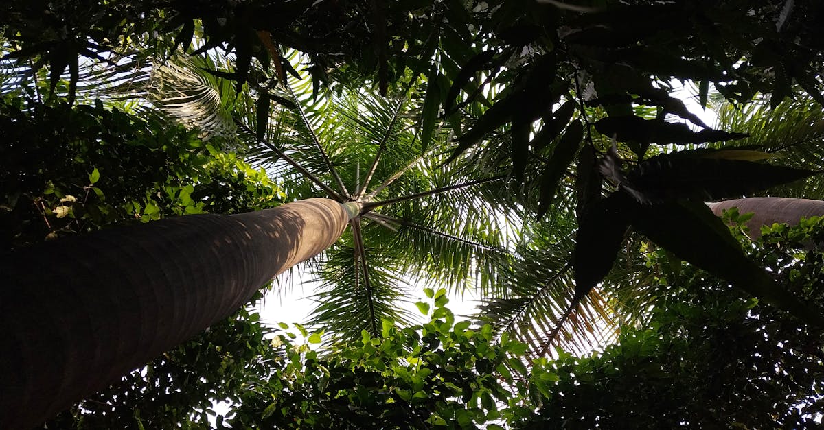 バイオペリンが栄養成分の吸収率を高めるメカニズムを図示したイメージ画像