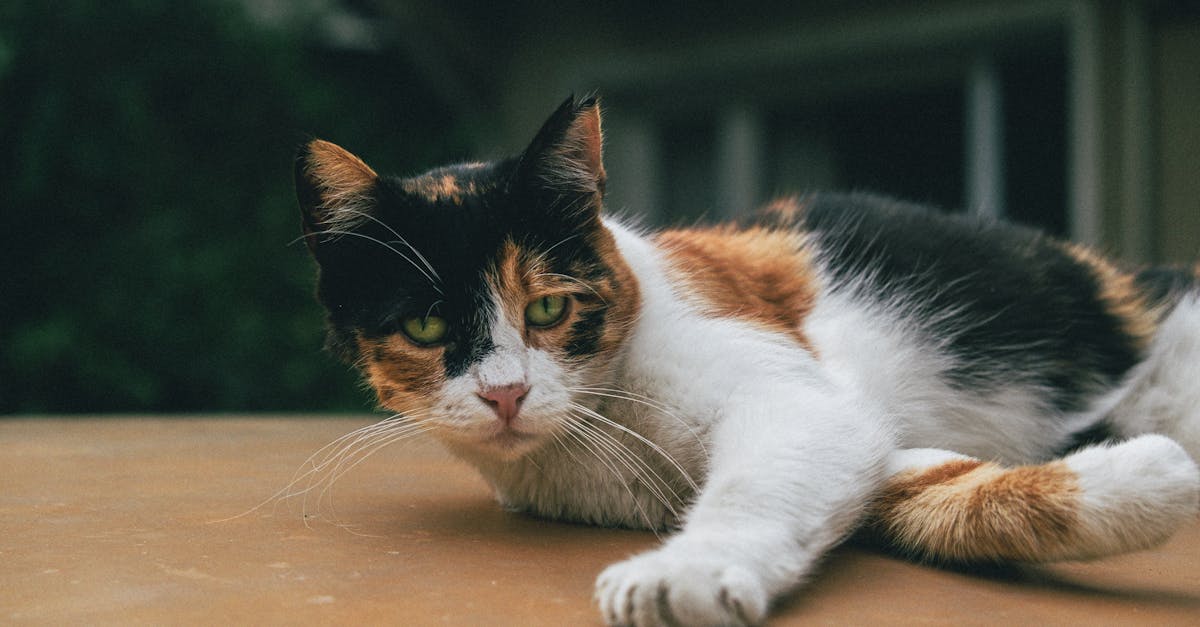 クラチャイダム（黒ウコン）の根とパウダーのイメージ