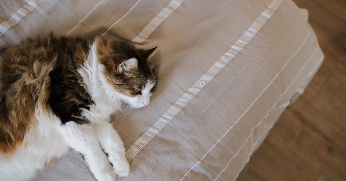 ペットを飼う家庭にとって抜け毛や臭い対策として洗える布団が便利