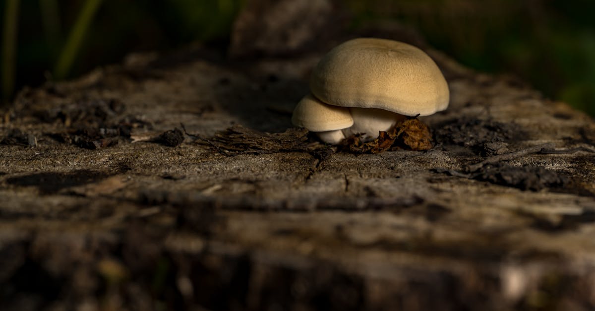 乳酸菌によって腸内環境が改善され、代謝が活性化する様子を示すイラスト。