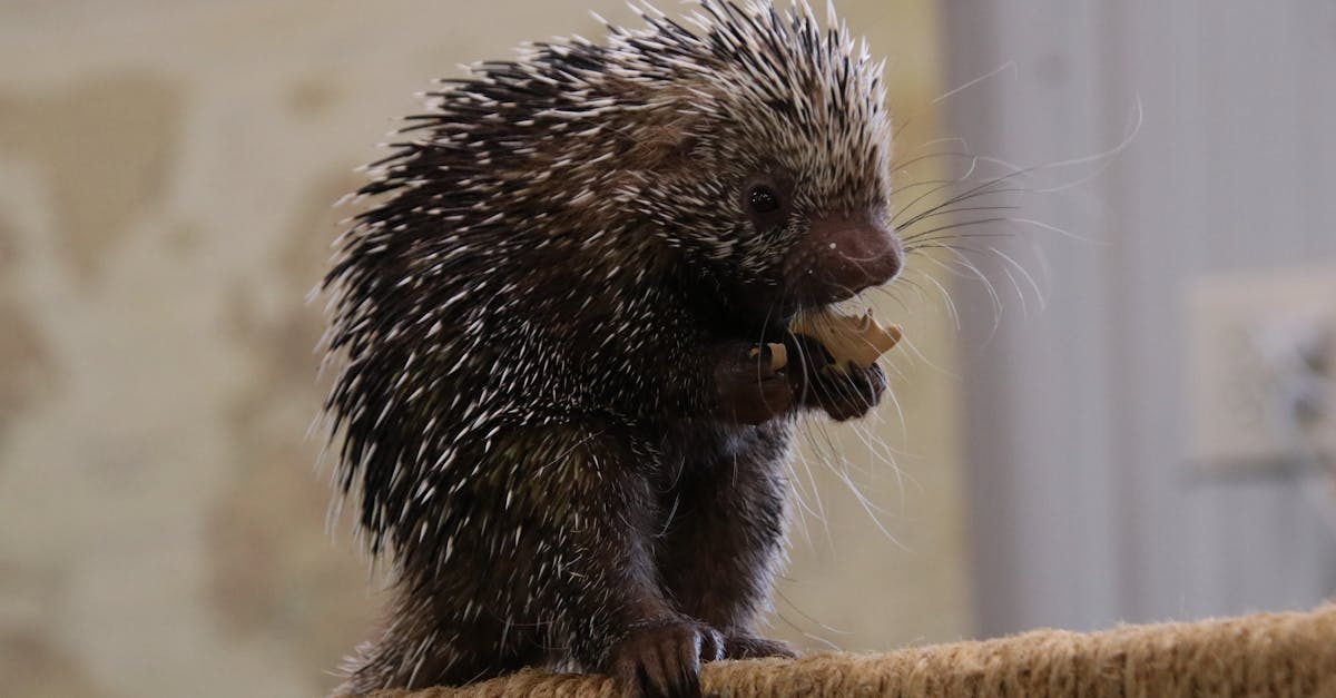 増毛体験によるビフォーアフターの変化がわかる比較イメージ