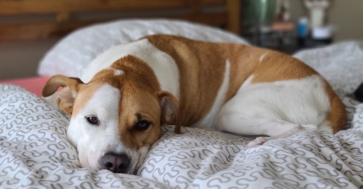 ペットを飼う家庭にとって抜け毛や臭い対策として洗える布団が便利